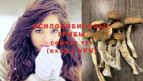 apvp Аркадак